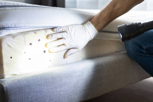 Best Best Pest Control Companies  in Brooklyn Park, MD